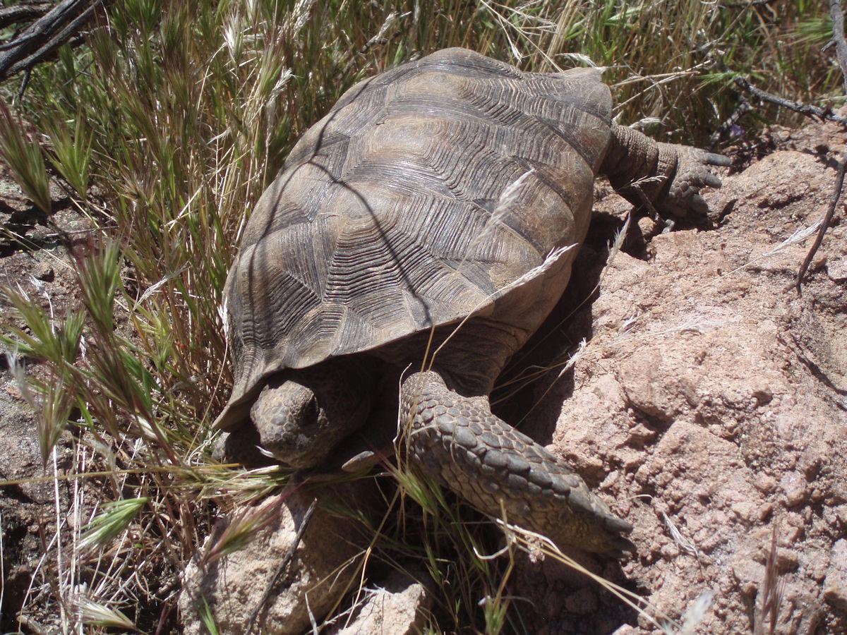 Superstition Mountains