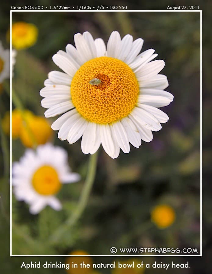 Glacier National Park