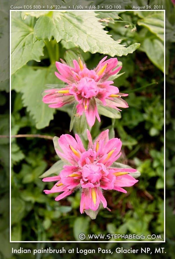 Glacier National Park