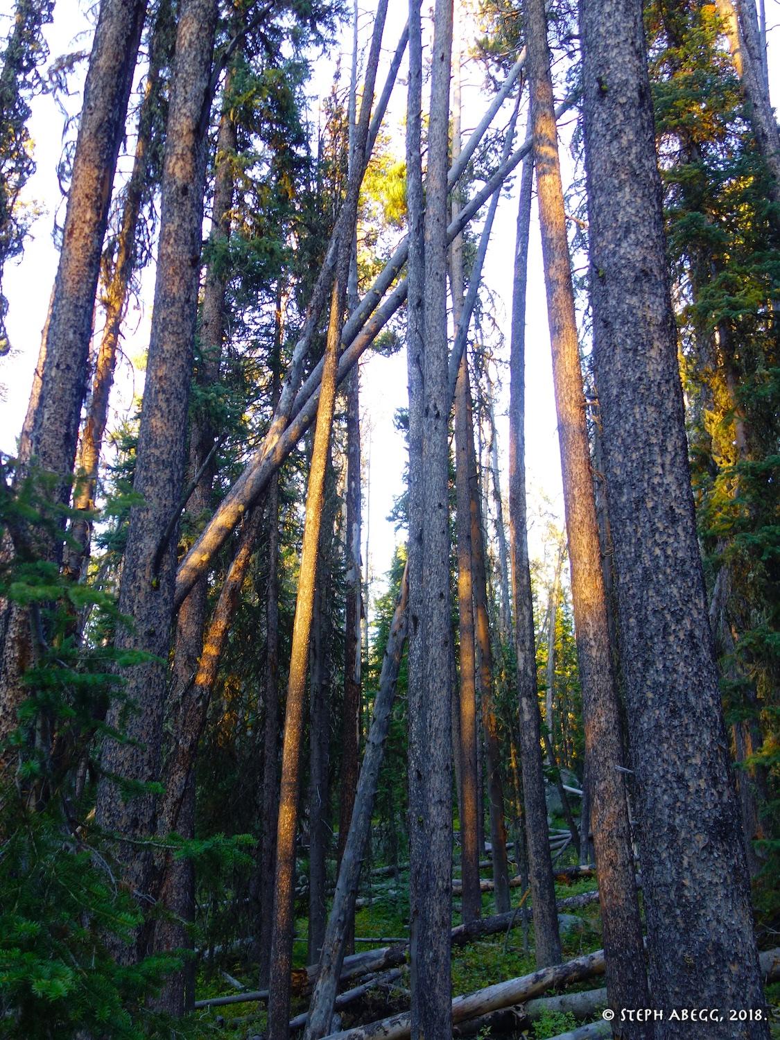 Montana Centennial Route