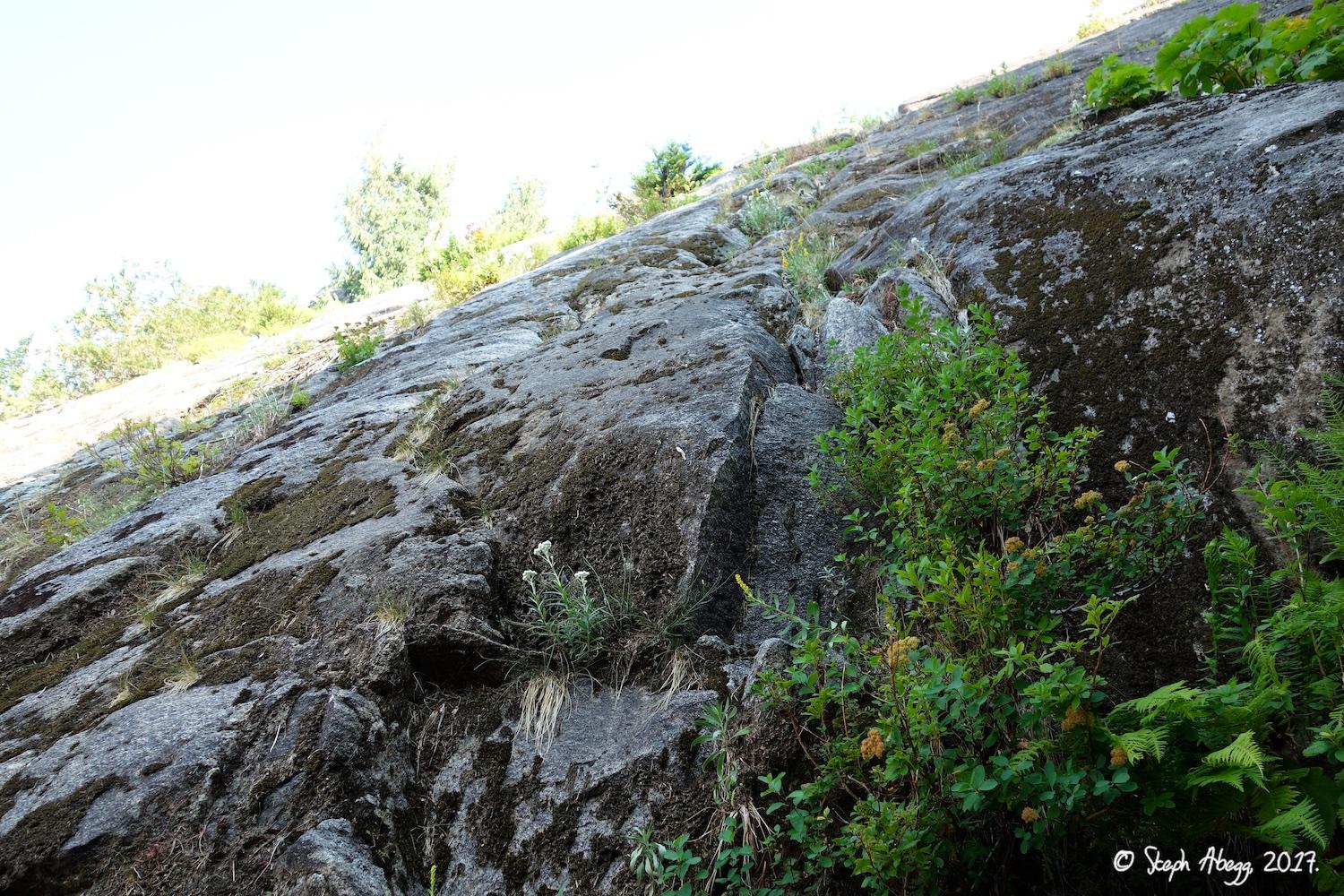 Flight of the Falcon